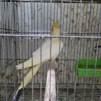 عروس ماده|پرنده|رشت, نیروی دریایی|دیوار