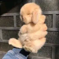 مرکزاصل خرگوش لوپ کوتوله مینیاتوری ریز دوست کوچولو