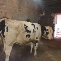 گوساله هلشتاین جهت قربانی ماه محرم