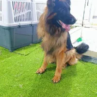 سگ ژرمن کینگ
