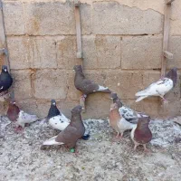 ده تا ماده رنگی|پرنده|جهرم, |دیوار
