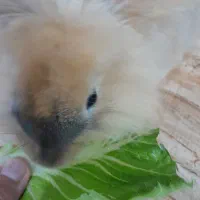 خرگوش مینیاتوری