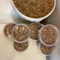 معجون مغزدار سنتی با ارده عصاری ( عمده )|خوردنی و آشامیدنی|گرگان, |دیوار