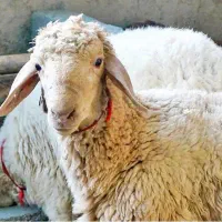 فروش گوسفند ( بره) کشتاری (عمده و خرده)|حیوانات مزرعه|یزد, |دیوار