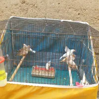 خانگی پرورشL. k زیرقیمت جوون ودرشت|پرنده|بندر ماهشهر, |دیوار