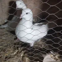 کفتر پرشی|پرنده|پاکدشت, پاکدشت (مامازند)|دیوار