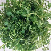 تولید کننده گیاهچه بذر سیب زمینی نشا مینی تیوبر|خدمات باغبانی و درختکاری|اصفهان, پارک مشتاق|دیوار