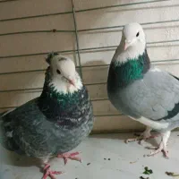 شازده تهرونی ساعت بالا