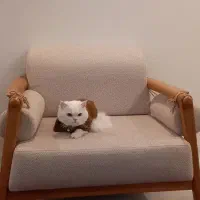 گربه اسکاتیش پرشین نر|گربه|نیشابور, ده حلاج|دیوار