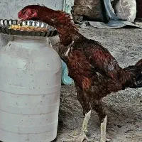 لاری