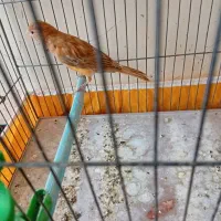 قناری دارچینی سرخ