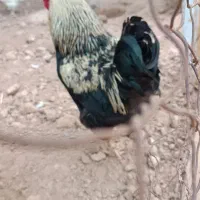 خروس محلی جوان