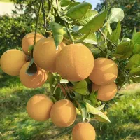 مرکبات فندق انار انجیر نهال درخت نهالستان