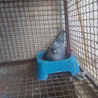 کبوتر تق سفید|پرنده|شوشتر, |دیوار