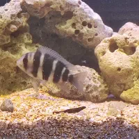 فرانتوزا|ماهی|خرمشهر, |دیوار