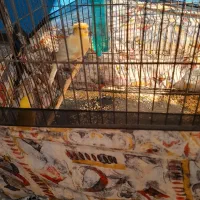 یک جفت قناری|پرنده|بجنورد, |دیوار