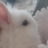 دو عدد خرگوش