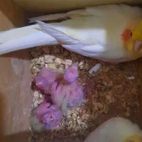 عروس هلندی دوکت پروانه ای آلبینو ولوتینو مولد