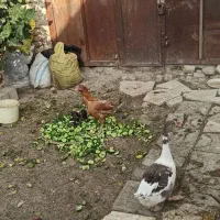 مرغ ۳۵۰و لاری ۷۵۰