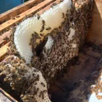 زنبور فروشی