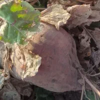 چند تنی چغندر دامی مال خودمه تحویلل شمافوری|عمدهفروشی|مشهد, تبادکان|دیوار