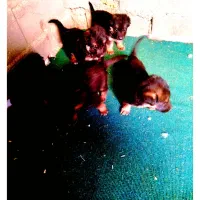 شپرز اصیل توله|سگ|کرمانشاه, |دیوار