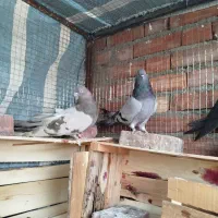 ۱جفت کبوتر نرماده