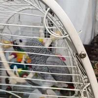 جوجه کاسکو 100روزه امروز فقط85 میلیون