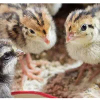 بلدرچین جوجه.جوجه جوجه