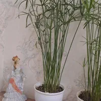 نخل مرداب|گل و گیاه طبیعی|تهران, قیطریه|دیوار