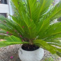 گل سیکاس و شفلرا|گل و گیاه طبیعی|خمام, |دیوار