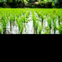 حفاری چاه اب تا عمق 80متربا دستگاه روتاری هیدرولیک