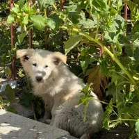 توله دو ماهه ژرمن سوییسی دماوندهر عدد بیست تومن|سگ|دماوند, گیلاوند|دیوار