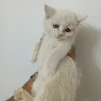 بچه گربه سفید کوچولو|گربه|یزد, |دیوار