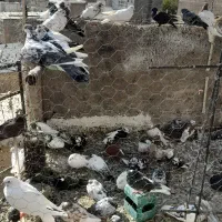 کبوار تهران پرشی|پرنده|خرمدره, |دیوار