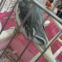 فر‌وش عروس هلندی