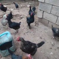 مرغ