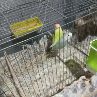 طوطی کوتوله