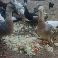 یک جفت قوغاز