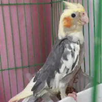 عروس هلندی نر وماده با قفس و لانه۸۰۰۰۰۰ تومان|پرنده|رشت, سلیمانداراب|دیوار