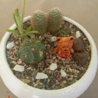 دیش گاردن  های زیبا