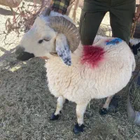 گوسفند کهره بره نری چپش میش بز