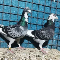 10 عدد ابلق موقعیت خوزستان