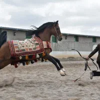 استبل  برای پانسون و نگهداری اسب