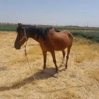 اسب مادیان نژادکرد|اسب و تجهیزات اسب‌سواری|بناب, |دیوار