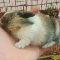 خرگوش