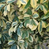 تخفیف گل تا امشب|گل و گیاه طبیعی|قم, زاد|دیوار