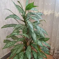 چند عدد گلدان، گل طبیعی