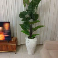 انواع درختچه با ارتفاعِ بلند|گل مصنوعی|ارومیه, |دیوار