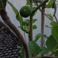 نهال انجیر
